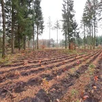 Nordwest neue Bäume